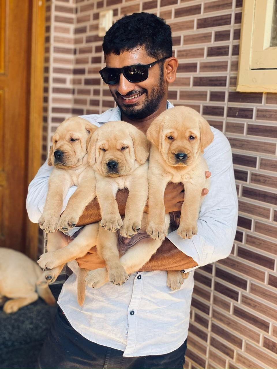 New owner holding three Golden Retriever puppies